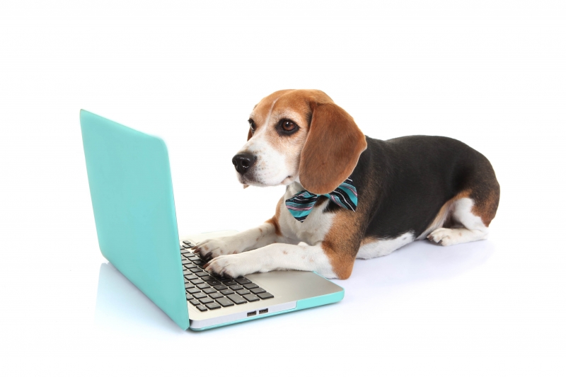 Dog with laptop